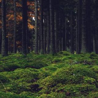 Aesthetic jungle iPhone wallpaper