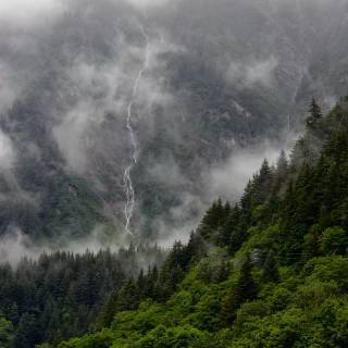 Green forest phone wallpaper