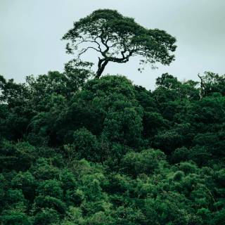 Rainforest wallpaper