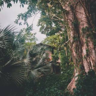 iPhone XR jungle wallpaper