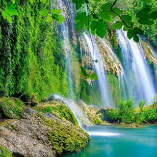 iPhone XR jungle wallpaper