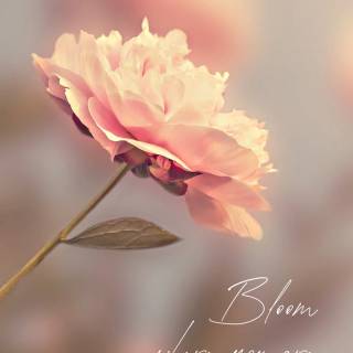 iPhone X quotes wallpaper