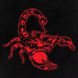 Scorpion animal wallpaper