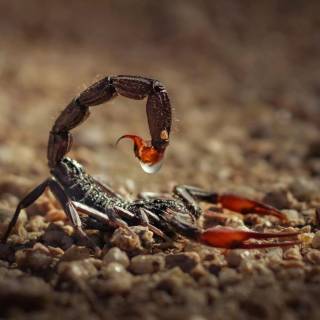 Scorpion PC wallpaper