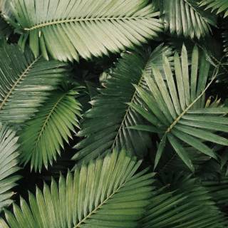 Mobile green wallpaper