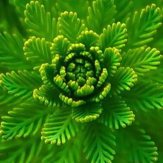 Mobile green wallpaper