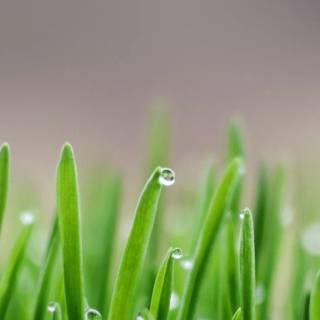 Mobile green wallpaper