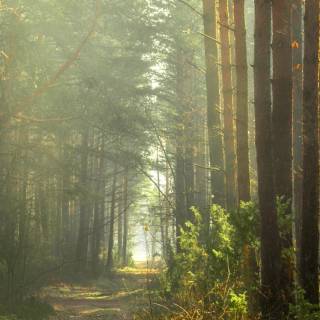 Mobile green wallpaper