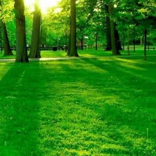 Mobile green wallpaper