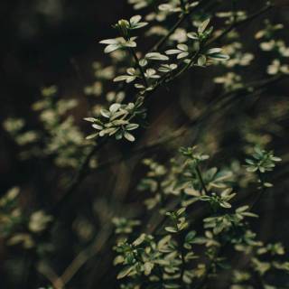 Mobile green wallpaper