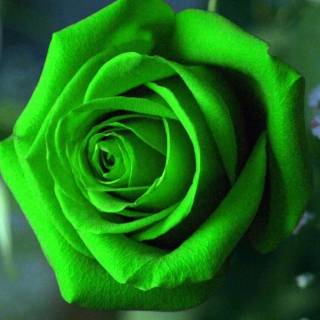 Mobile green wallpaper