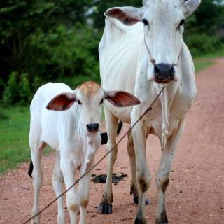 Cow and calf wallpaper