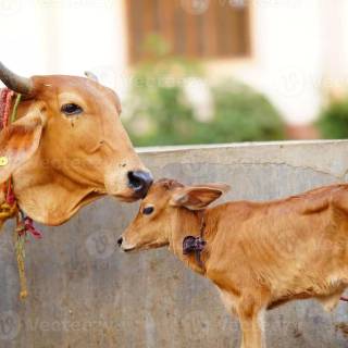 Cow and calf wallpaper