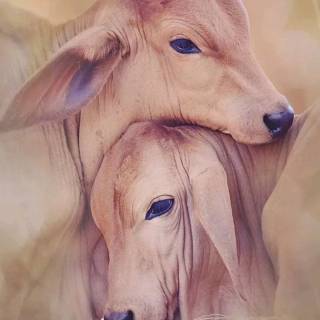 Cow and calf wallpaper