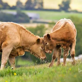 Cow and calf wallpaper