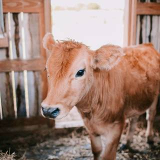 Cow and calf wallpaper