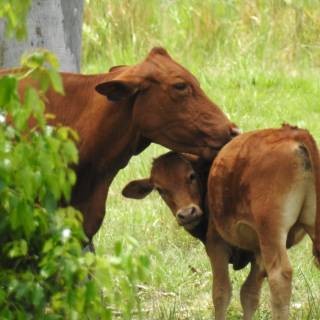 Cow and calf wallpaper