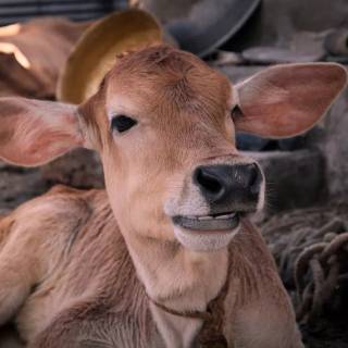 Cow and calf wallpaper