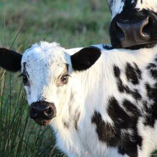 Cow and calf wallpaper