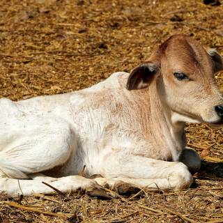 Cow and calf wallpaper