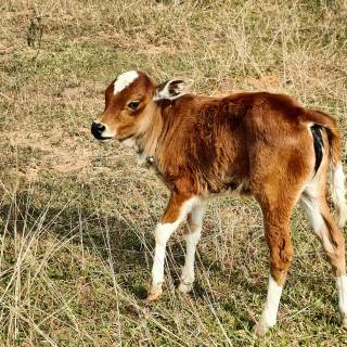 Cow and calf wallpaper