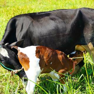 Cow and calf wallpaper