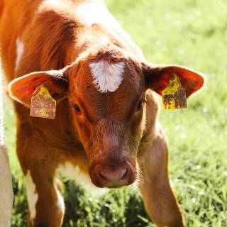 Cow and calf wallpaper