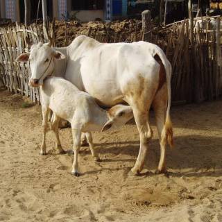 Cow and calf wallpaper