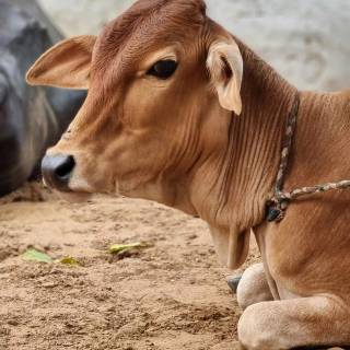 Cow and calf wallpaper