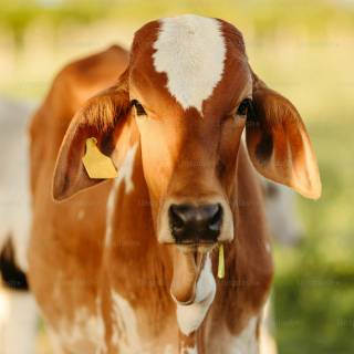 Cow and calf wallpaper