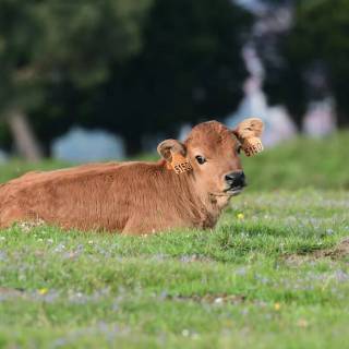 Cow and calf wallpaper