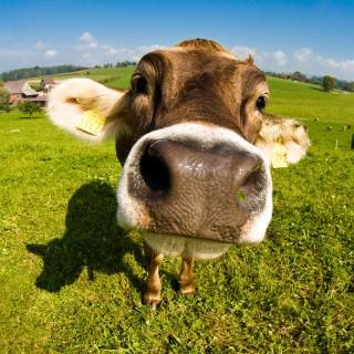 Cow and calf wallpaper