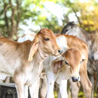 Cow and calf wallpaper