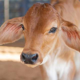 Cow and calf wallpaper