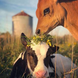 Cow and calf wallpaper