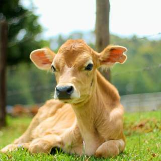 Cow and calf wallpaper