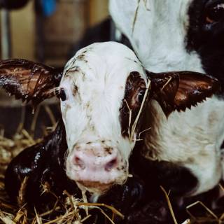 Cow and calf wallpaper