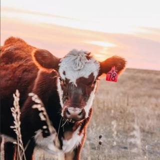 Cow and calf wallpaper