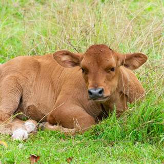 Cow and calf wallpaper