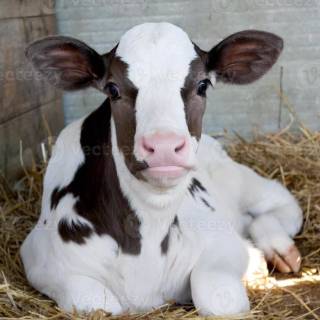 Cow and calf wallpaper