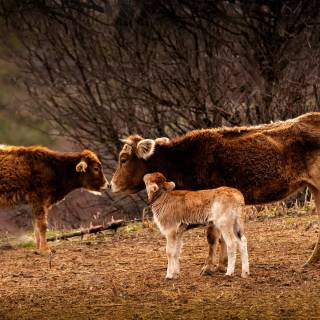 Cow and calf wallpaper