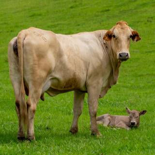 Cow and calf wallpaper