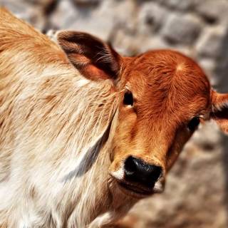 Cow and calf wallpaper