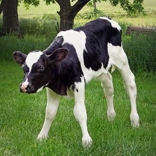 Cow and calf wallpaper