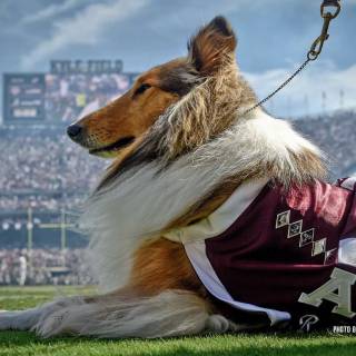 Kyle Field wallpaper