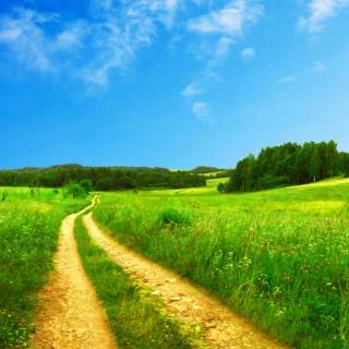 Sunny field wallpaper