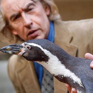 The Penguin Lessons wallpaper