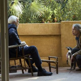 The Penguin Lessons wallpaper