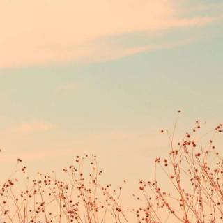 Flowers aesthetic computer wallpaper