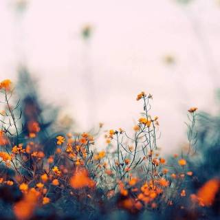 Flowers aesthetic computer wallpaper